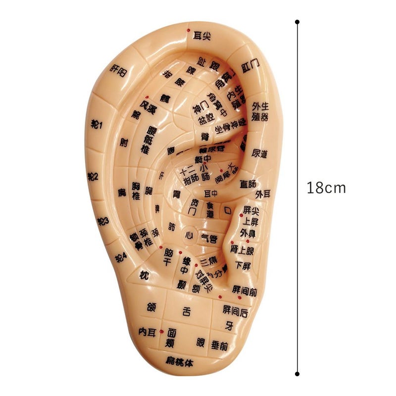 【ASUNARO】耳つぼ模型